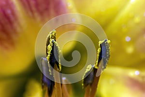 Stamens and pistils and pollen of a Lily
