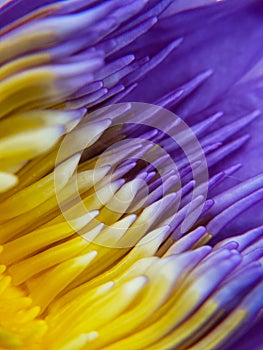 stamens or pollen of water lily or nymphaea flower in macro photo