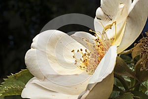 Stamens and rose petals. Detail close up. Macro photography