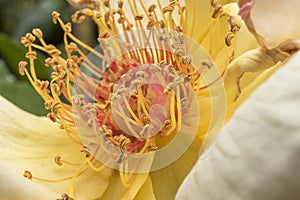 Stamens and rose petals. Detail close up. Macro photography