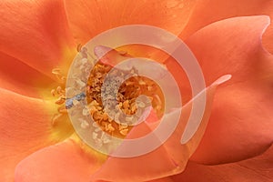 Stamens and rose petals. Detail close up. Macro photography