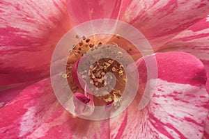 Stamens and rose petals. Detail close up. Macro photography