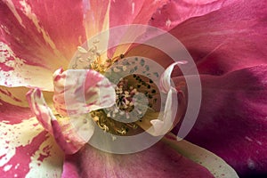 Stamens and rose petals. Detail close up. Macro photography