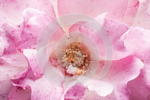 Stamens and rose petals. Detail close up. Macro photography