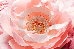 Stamens and rose petals. Detail close up. Macro photography