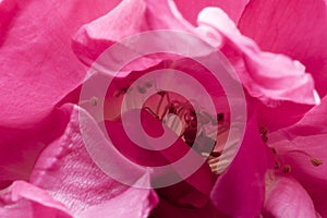Stamens and rose petals. Detail close up. Macro photography