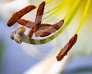 Stamens and stigma on lily blossom