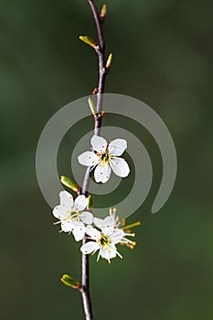 Stamens Still Life