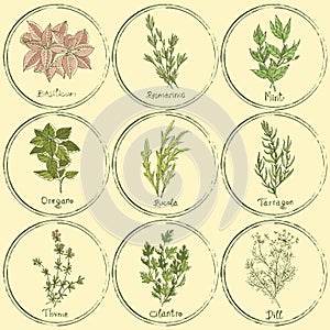 Stamp colored herbs set