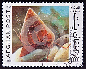 A stamp printed in Afghanistan shows Calliostoma z