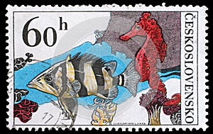 Stamp printed in Czechoslovakia, shows Datrioides Microlepis and Sea Horse