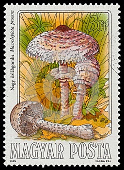 Stamp printed in Hungary, shows edible mushrooms