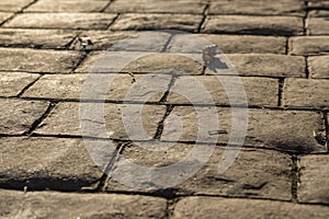 Stamped concrete pavement outdoor, cobblestones pattern, flooring exterior, decorative appearance of paving cobble stone