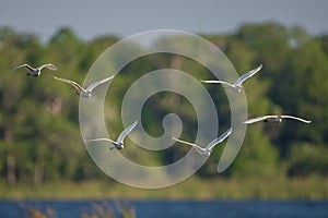 Stampede of cattle egrets in flight