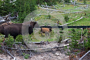 Stampeding Bison in Yellowstone