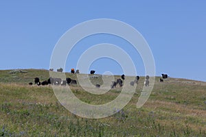 Stampeding Cattle