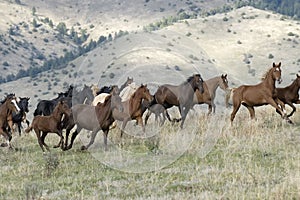 Stampeding horses