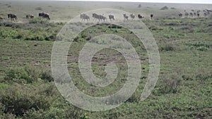 Stampeding wildebeest, Serengeti, Tanzania