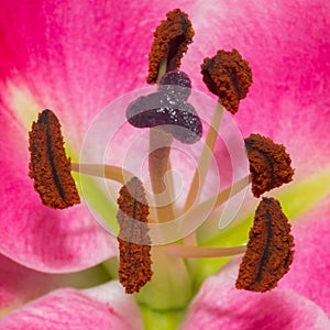 Stamper and stamen of flower