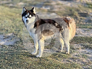 The stance and cuteness of the cute wolf dog