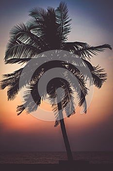 Stand alone coconut tree at sunset