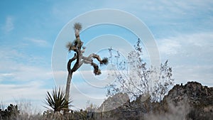 Stand alone Joshua tree