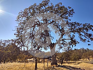 Stand alone shoe tree