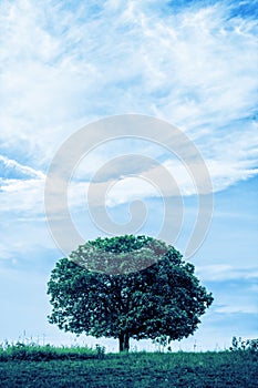 Stand alone tree on grass field with background of blue cloudy sky in blue tone