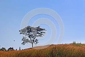 Isolate stand alone tree on hills with cottage and yellow glass fields in blue sky without clouds.