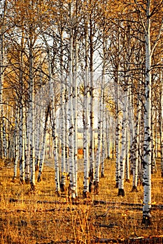 An stand of aspen trees in autumn.