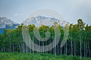 A stand of Aspen trees and a mount Yamnuska in southern Canadian Rockies in Alberta