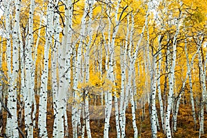 Stand of Aspens Trunks