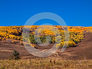 A stand of Autumn colored Aspens on a hillside