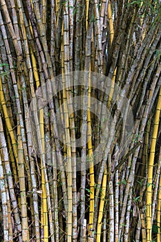 Stand of bamboo canes