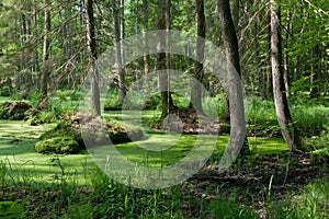 Stand of Bialowieza Forest with standing water