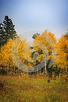 Stand of brilliant yellow and gold aspen trees changing color