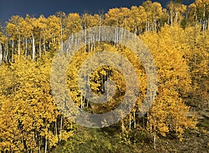 Stand of changing yellow Aspen tree in Colorado