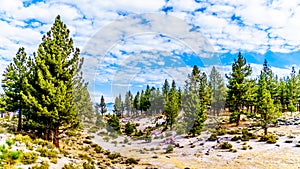 Stand of Jeffrey Pine Trees at Mono Mills