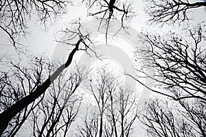 Stand of leafless trees in silhoutte