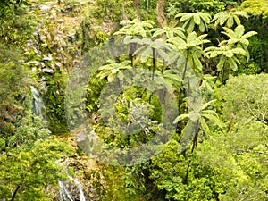 Stand of NZ tree ferns in rainforest wilderness