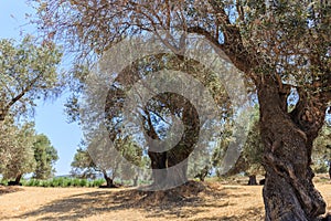 A stand of old Olive trees plantation