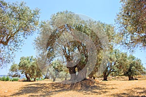 A stand of old Olive trees plantation