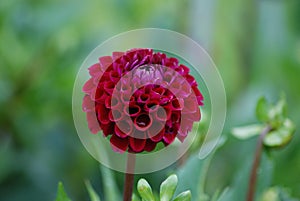 Stand out from the Crowd - Diva - Wine Colored Dahlia Blossom