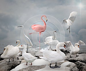 Stand out from a crowd - Flamingo