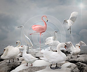 Stand out from a crowd - Flamingo photo