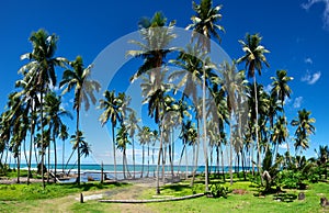 Stand of Palm Trees on the shore of the Caribbean