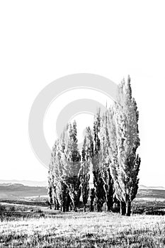 A stand of poplar trees in a meadow with short gras monochrome high key