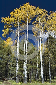 Stand of Quaking Aspens photo