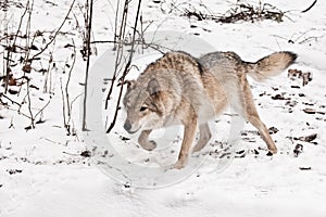 Stand, readiness for a jump. Gray wolf female in the snow, beautiful strong animal in winter