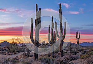 Stand of Saguaro Cactus at Sunset time near Phoenix